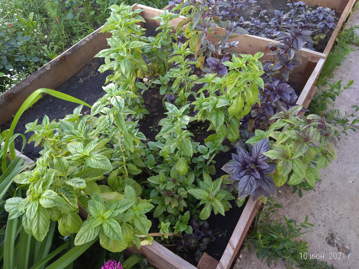 Вот такими были уже в июне 2021