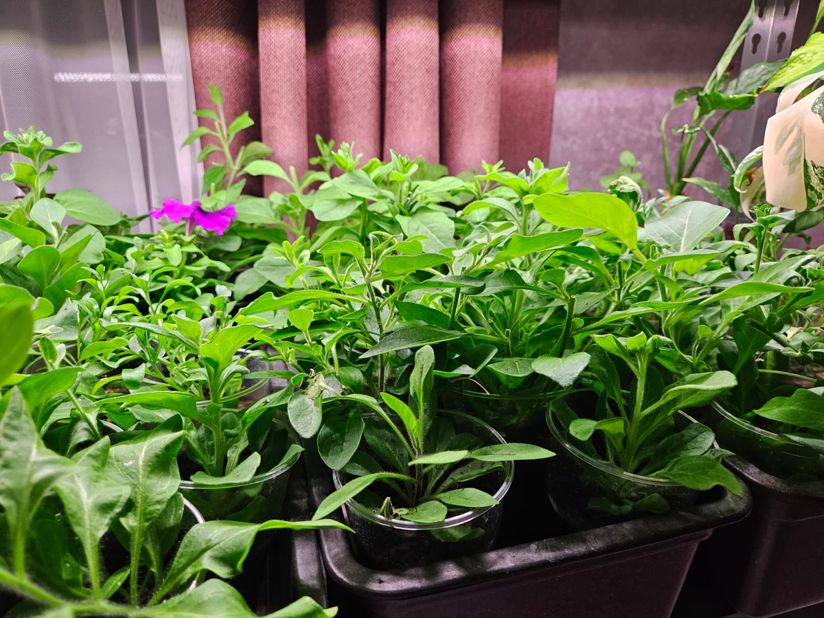 Мои петунии, которые приходится стричь чуть ли не каждый день