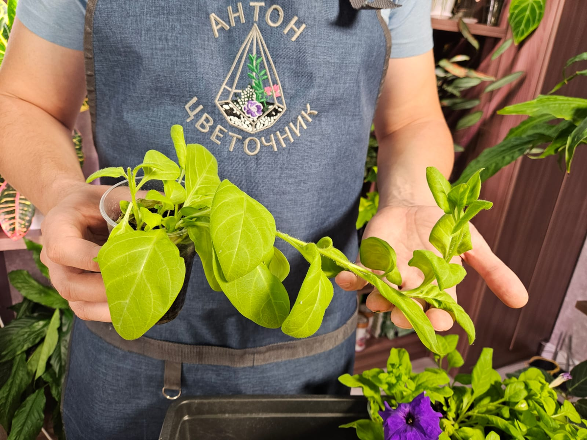 Ну как вам такое???