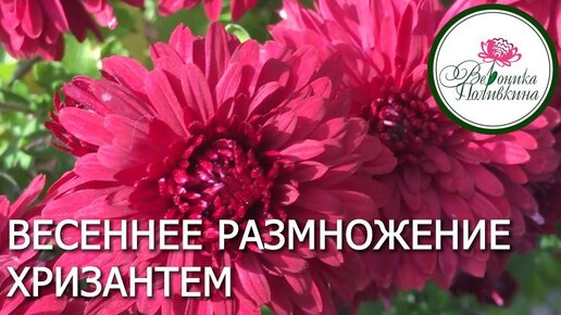 Весеннее размножение корейских хризантем улучшает зимостойкость