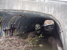 Канальный монстр