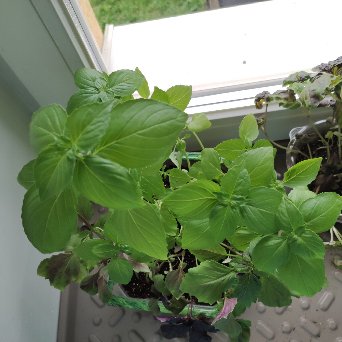 Базилик Лимонный аромат