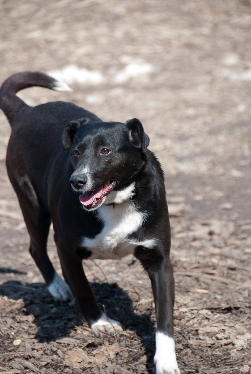 Мне было не так тяжело в приюте, потому что ко мне приходили мои родные волонтеры