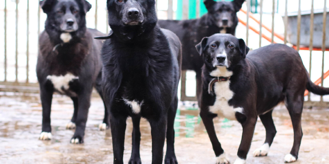 10 лет волонтеры опекали в приюте собачку, пока однажды она не пропала из вольера