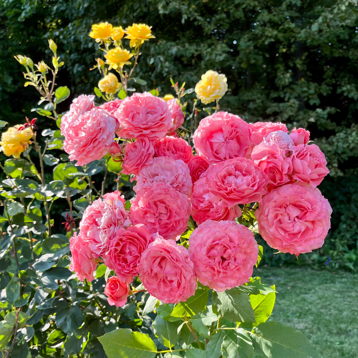 ‘Corail Gelee’ (Корай Жели)