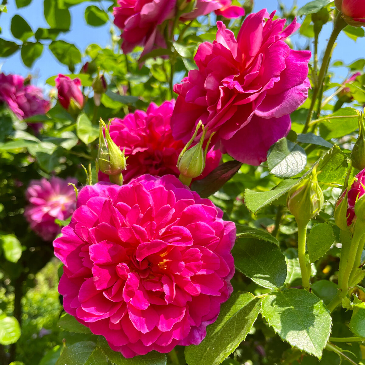 ‘Princess Anne’ (Принцесса Анна)