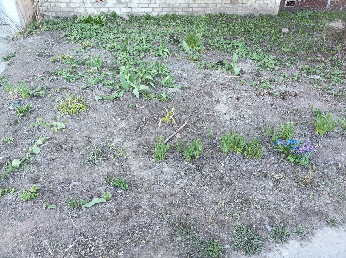 К нам, наконец-то, пришла весна, тюльпаны только собираются зацвести, мать-и-мачеха везде цветёт