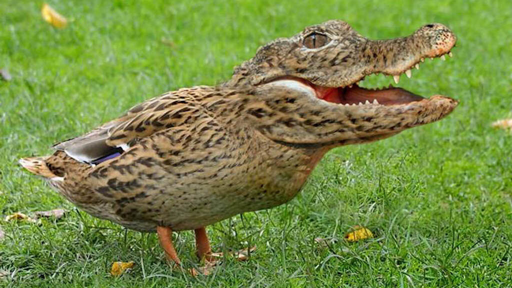 Крокоутка — фантастическое существо, придуманное для троллинга креационистов. На самом же деле общий предок крокодила и утки — живший примерно 240 миллионов лет назад базальный архозавр.