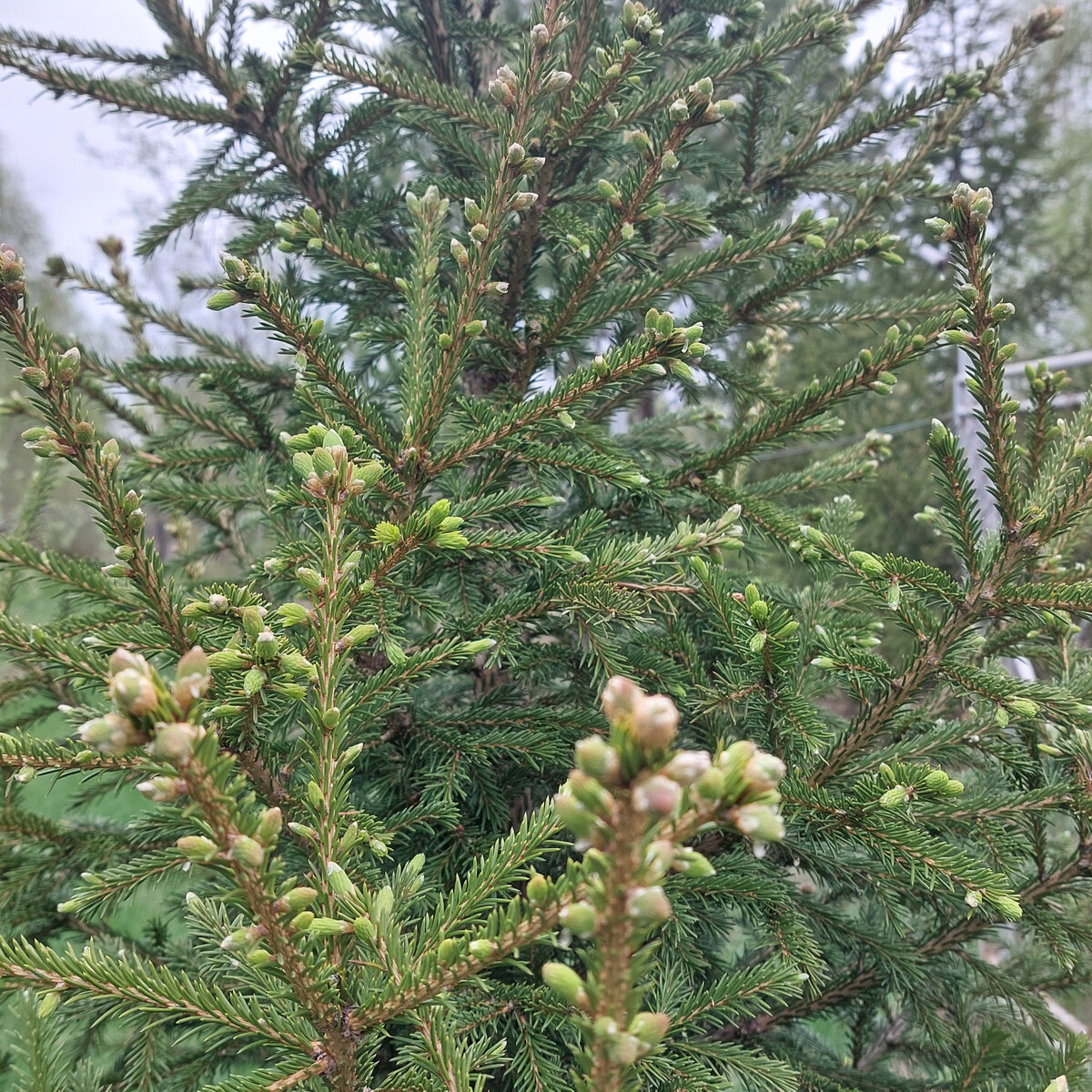 Это елка на даче. Устремилась радостно в рост.