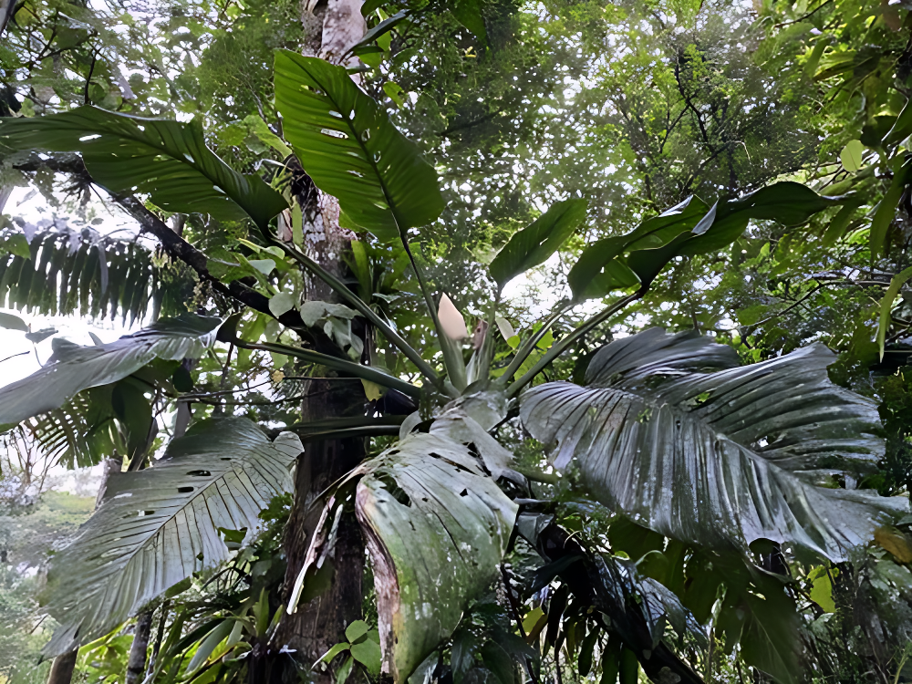 Монстера Ле́хлера ( лат. Monstera lechleriana Schott)