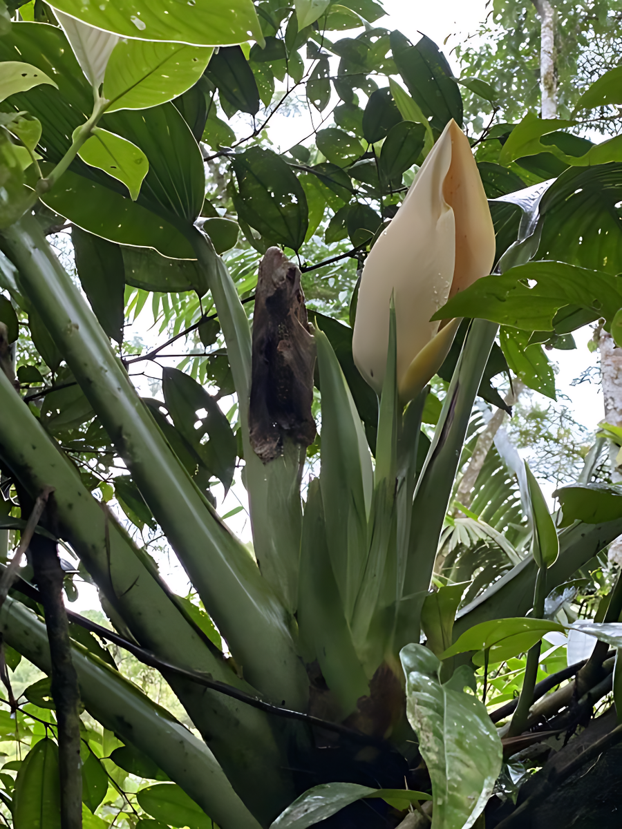 Монстера Ле́хлера ( лат. Monstera lechleriana Schott) 