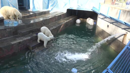 Медвежатам включили водопад. 12.05.2024