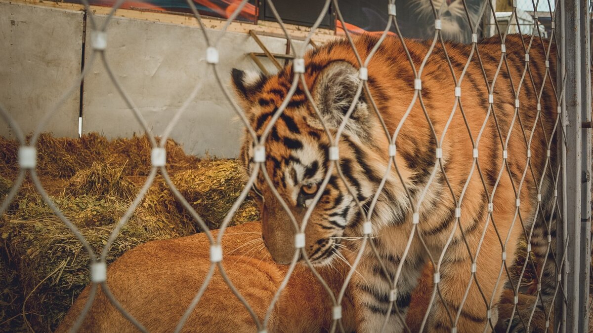     Источник: 1MI