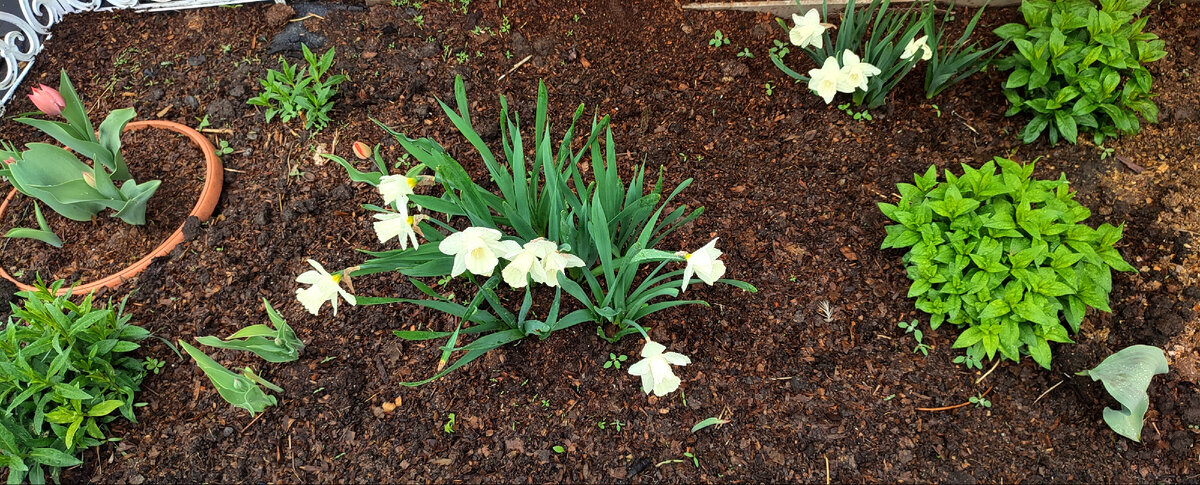 Не смотря на погоду, первоцветы радует глаз