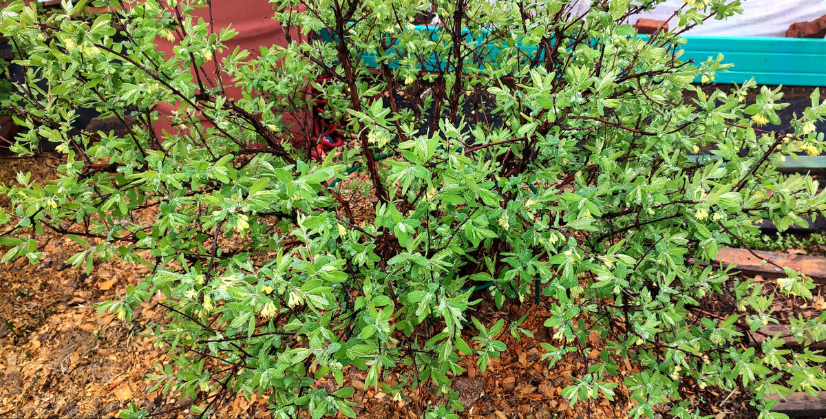 А у нас зацвела жимолость, скоро будем наслаждаться первой ягодой