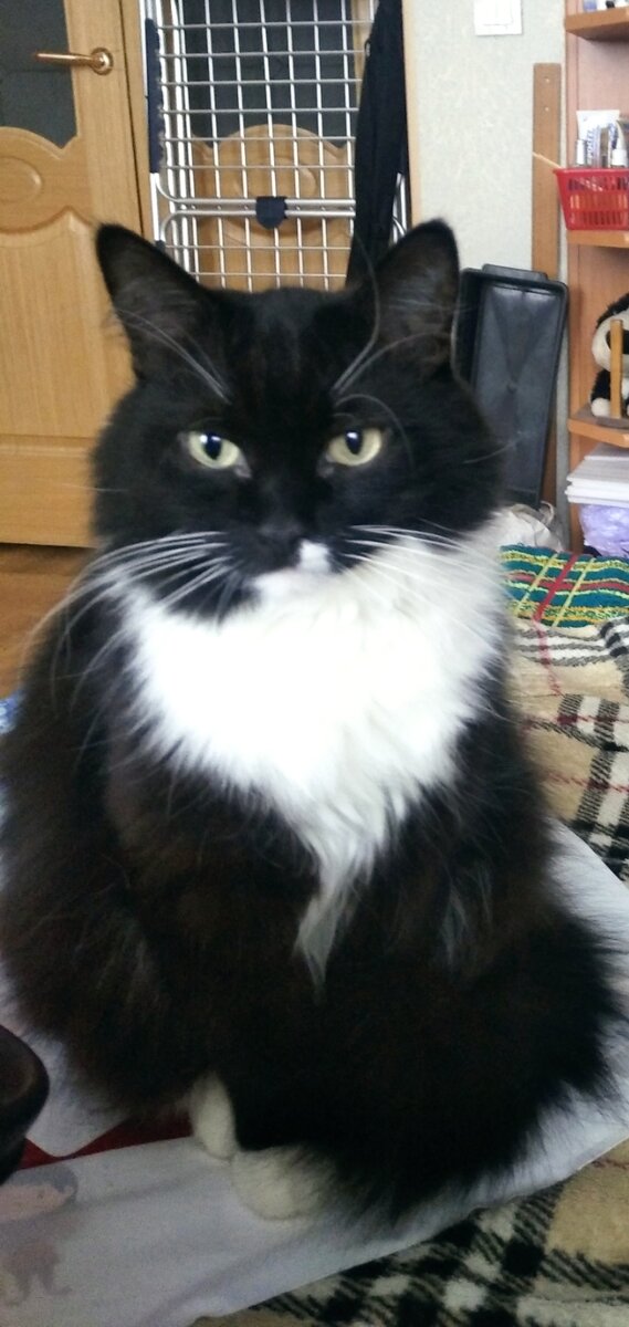 Анфиса, дама с характером 