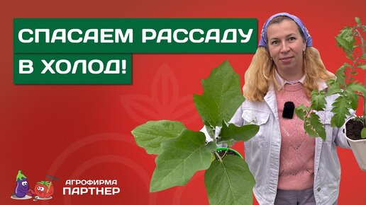 ВОЗВРАТНЫЕ ЗАМОРОЗКИ! ЧТО ДЕЛАТЬ С РАССАДОЙ