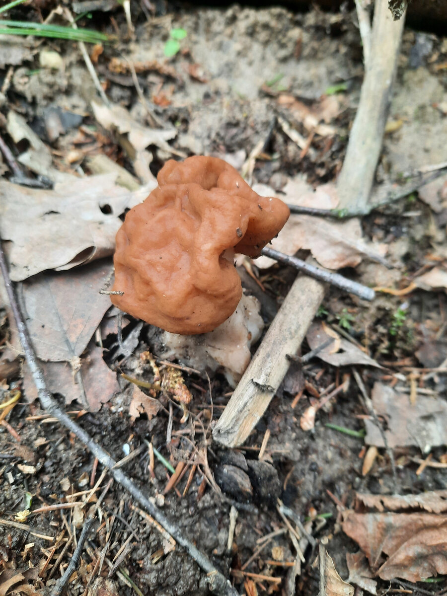 Первым попался строчок. Фото автора.