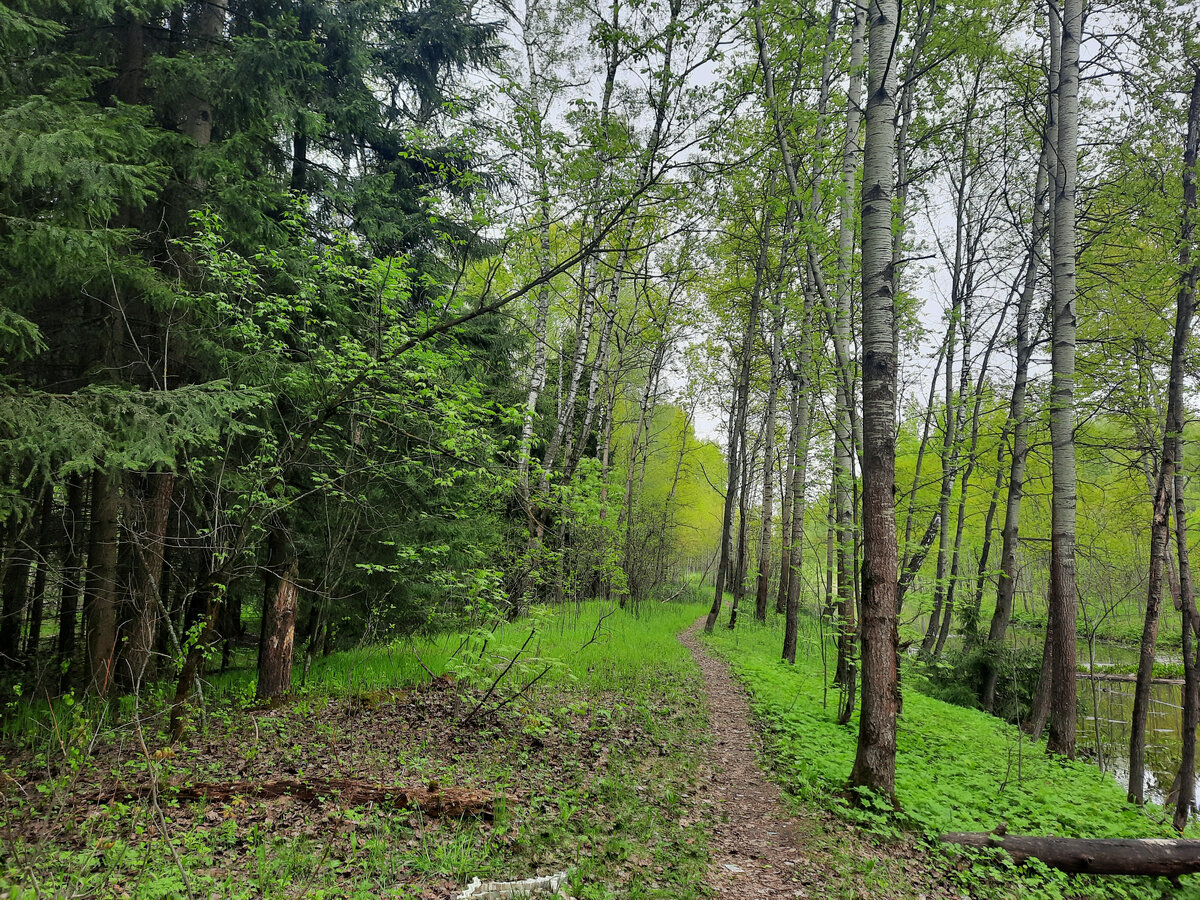 Из-за холодов пострадали клёны и лещина. Остальные деревья справились. Фото автора.