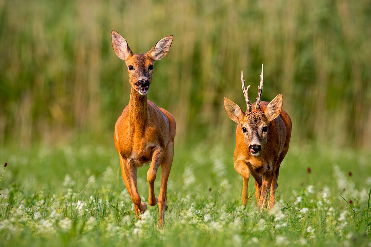    Фото: WildMedia / Shutterstock.com