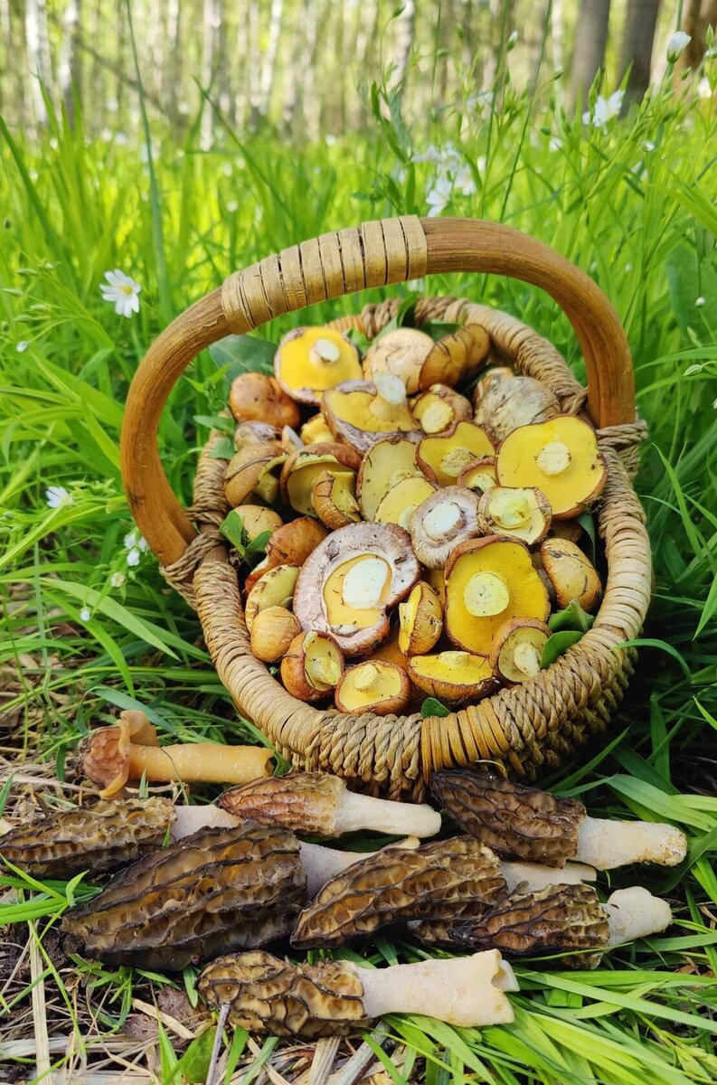 04.05.2024 - маслята на поле с редкими сосенками.Фото Екатерины Семешко.