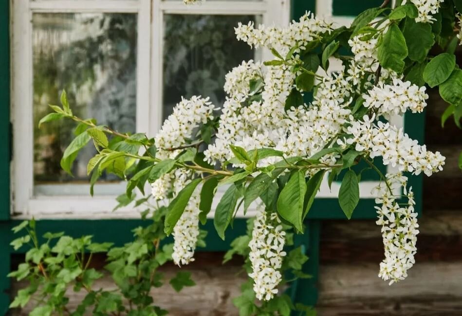 Дачные советы
