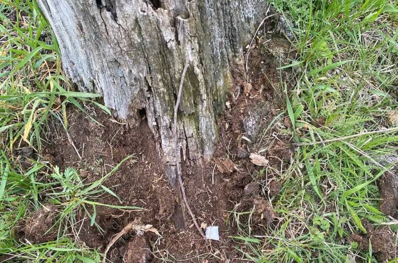 Фото: пресс-служба ГУ МВД России по Челябинской области