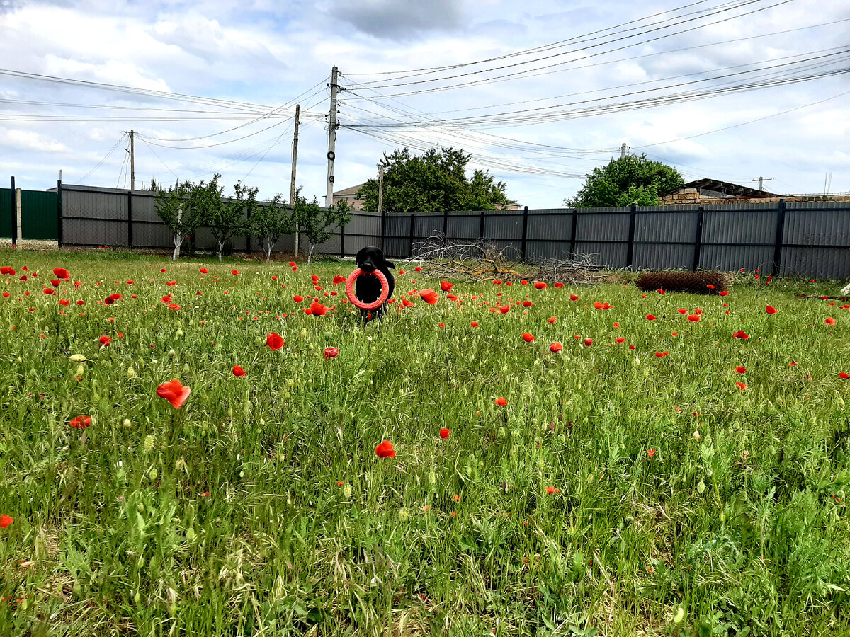 Наш участок в мае.