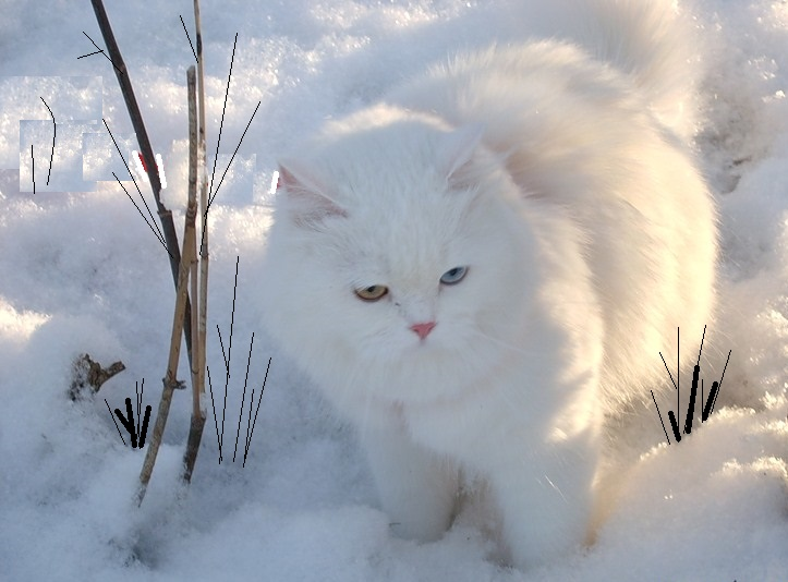 яндекс картинки