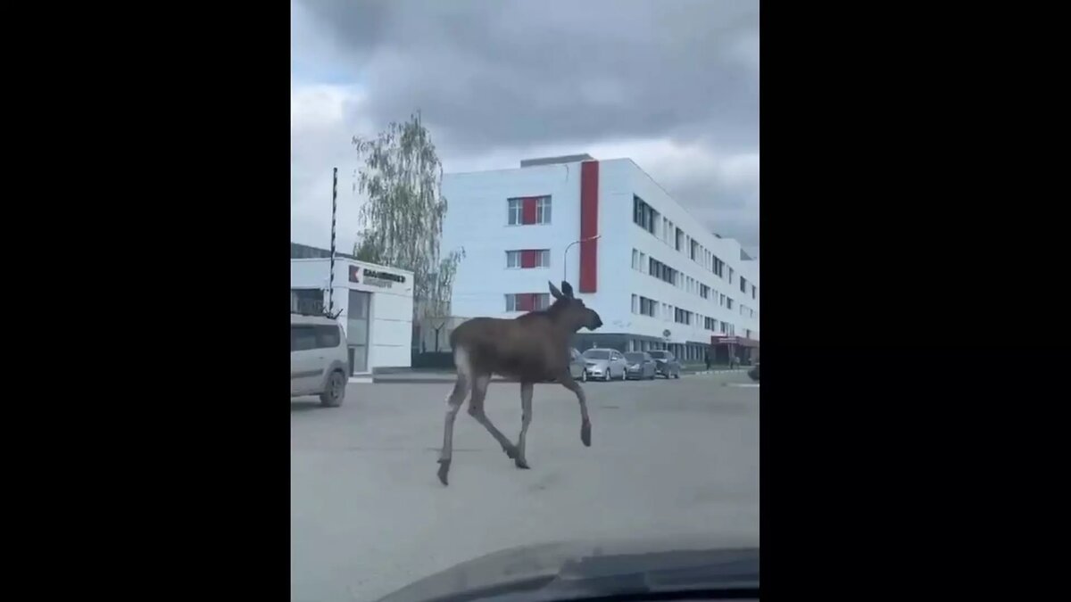     Источник: скриншот видео из соцсетей