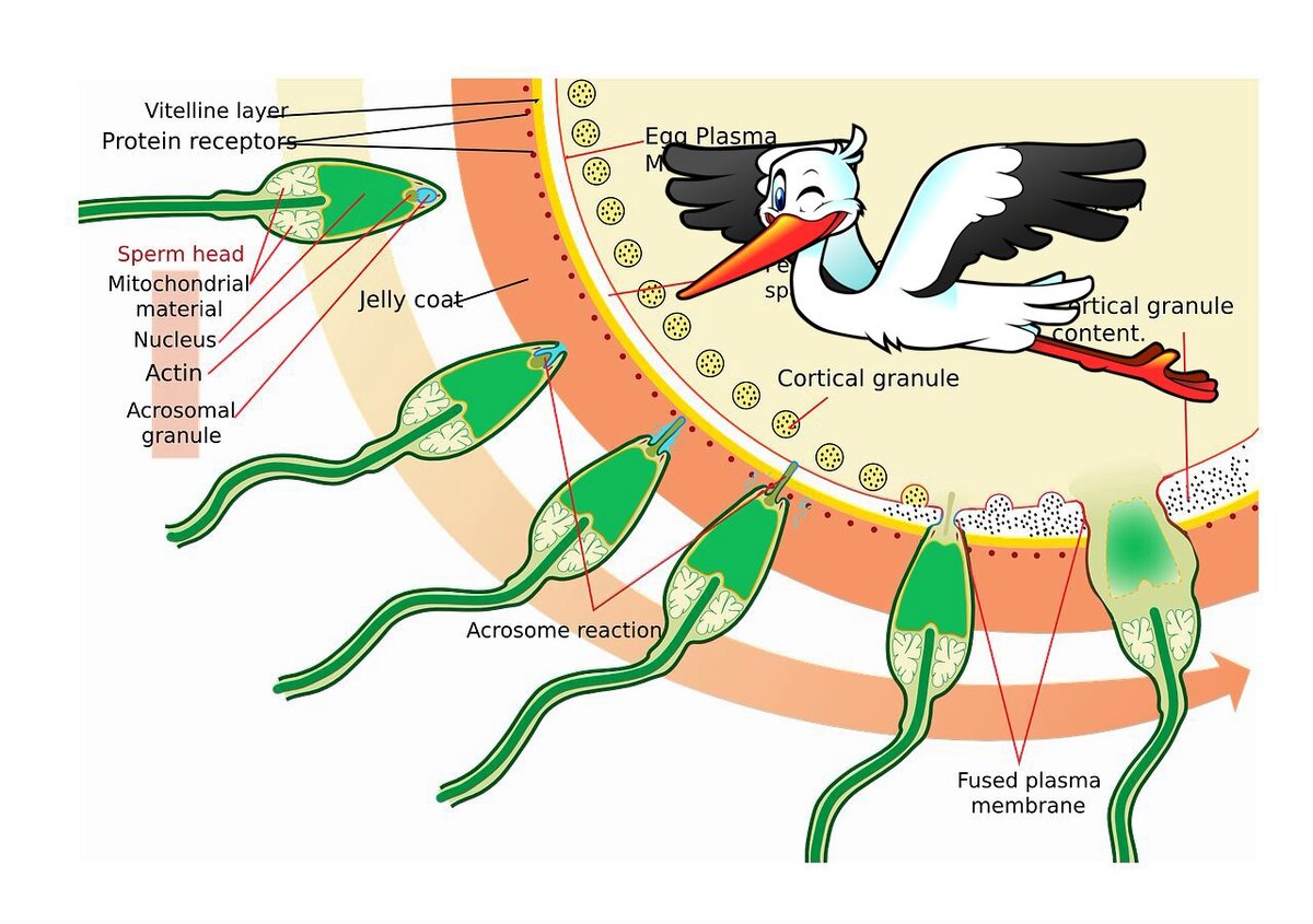 Про трутней