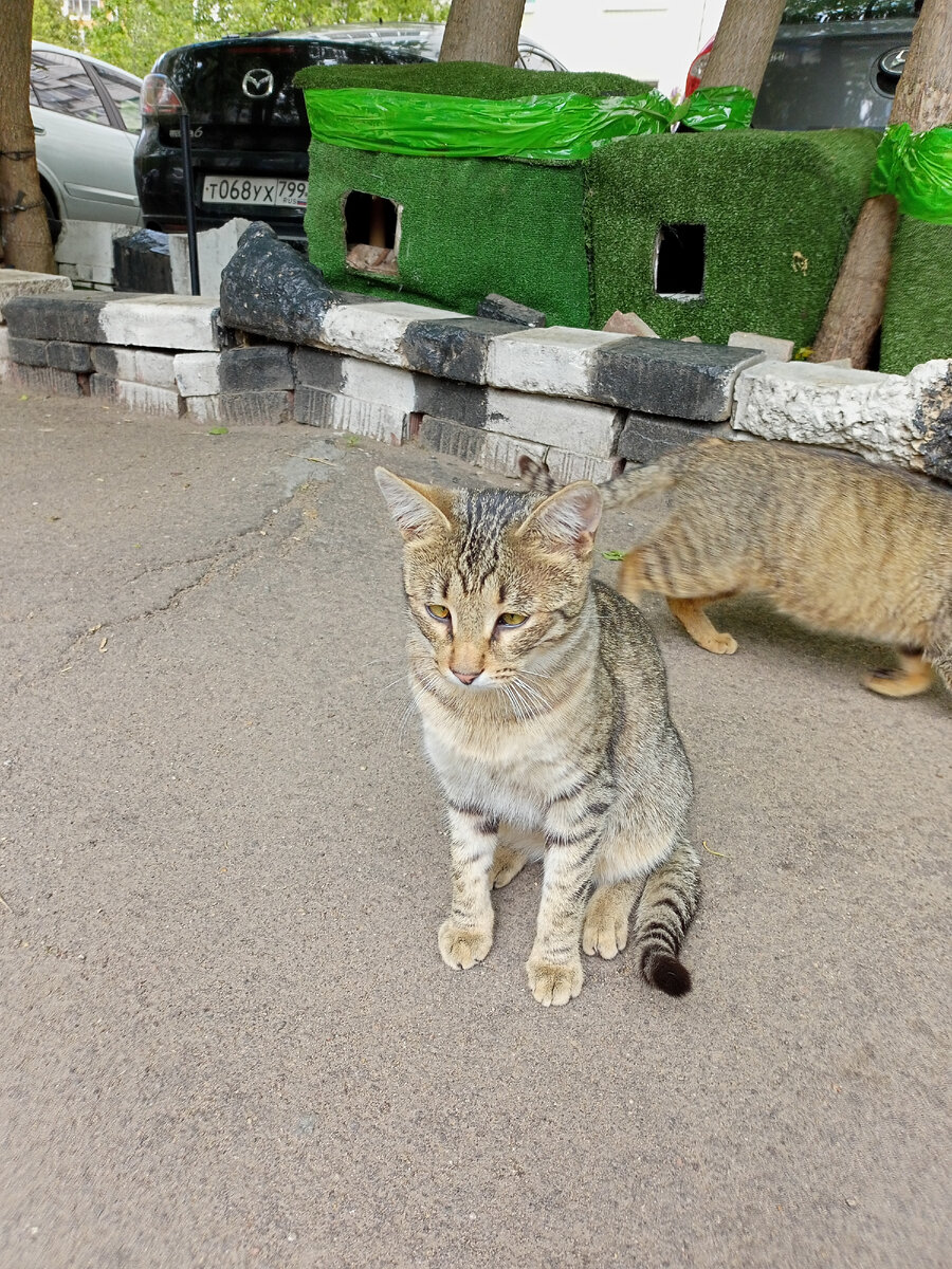 Грустный милый котёнок. На самом деле, он сыт и с ним всё в порядке.