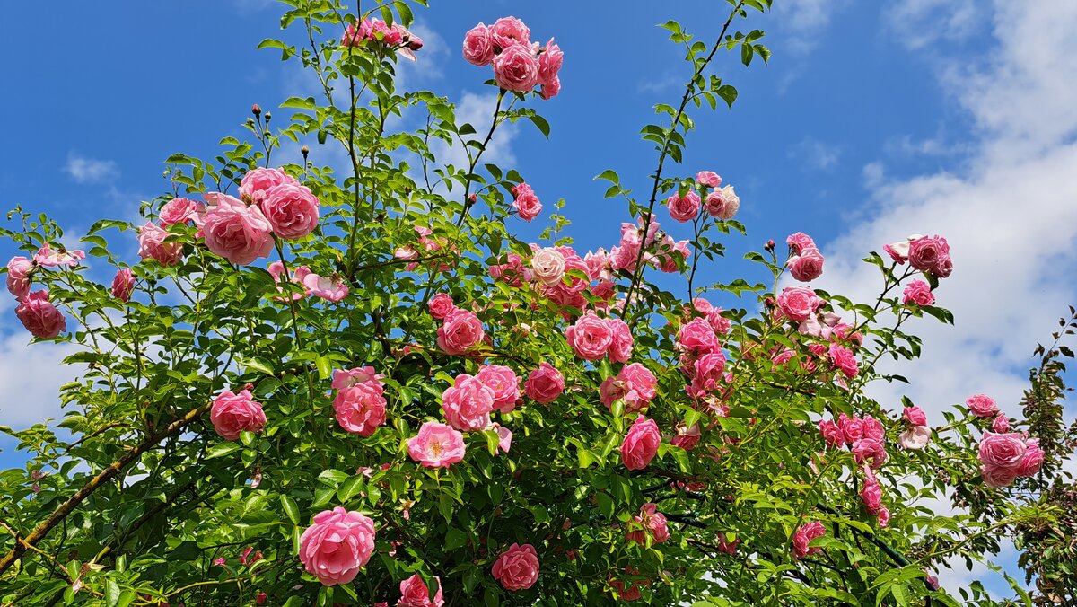    Парад роз в моем саду открывает 'Парад'!