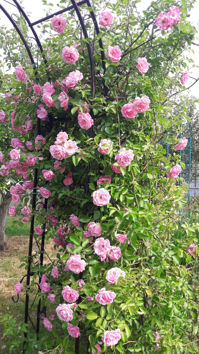    Сначала это была одна сторона арки (с другой стороны — клематис)