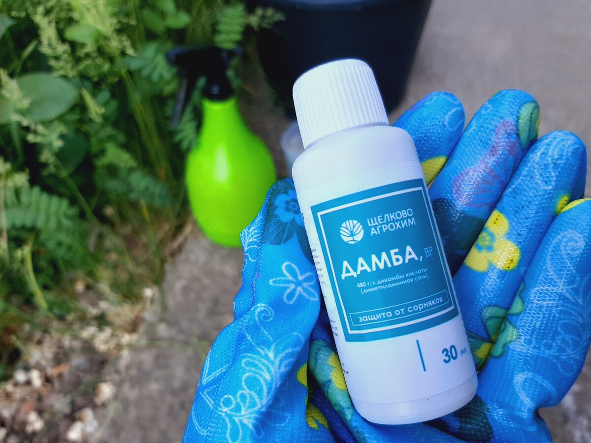    «Дамба» уничтожит однолетние и многолетние двудольные сорняки
