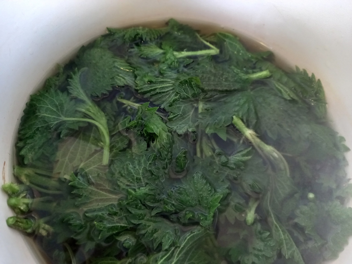 Крапива, залитая кипятком в кастрюле