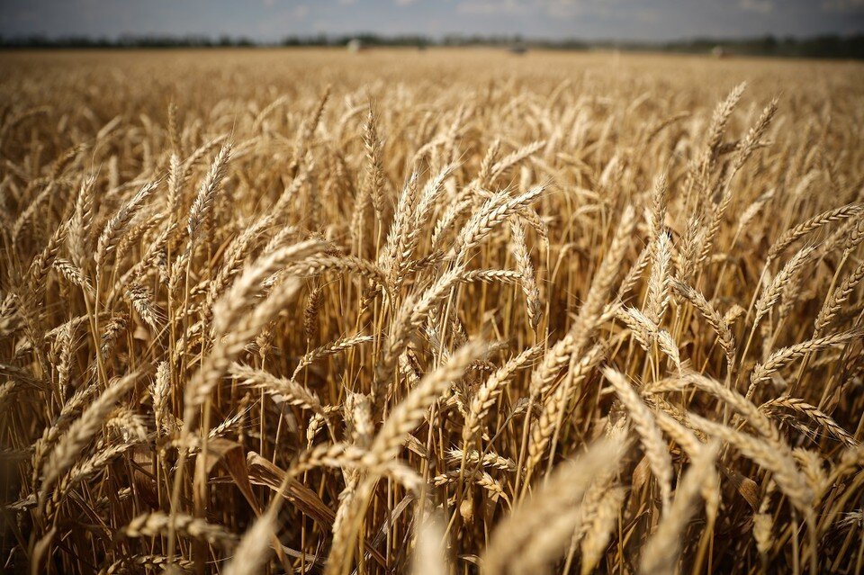    Сорняк эгилопс очень похож на пшеницу. Виталий ТИМКИВ