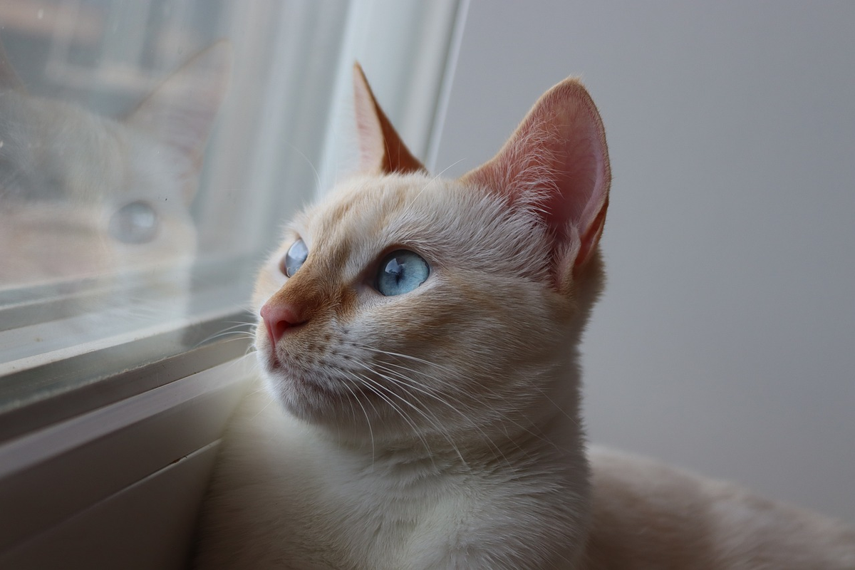 Источник: MajitoPanquesito