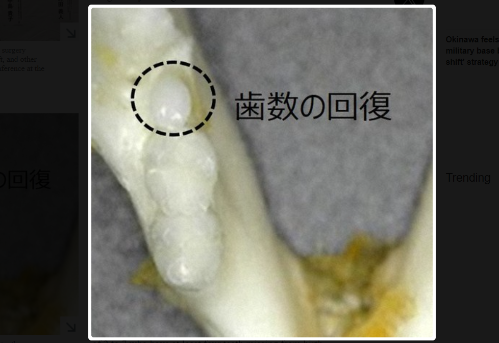 Мышкин новый зуб