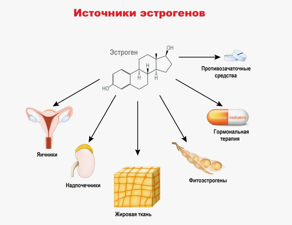 Если повышен уровень эстрогенов – чем это опасно? А если их мало – это  лучше или хуже? | О здоровье: с медицинского на русский | Дзен