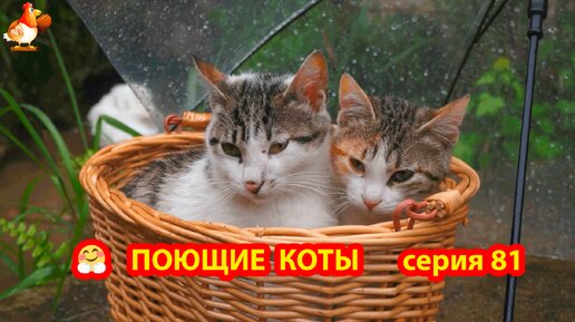 Крутые коты у птичьего двора выпуск 81 🐈🐈‍⬛😹 Летний дождь ❣️ Природа Абхазии и красивое подворье с птицами и животными 🥰