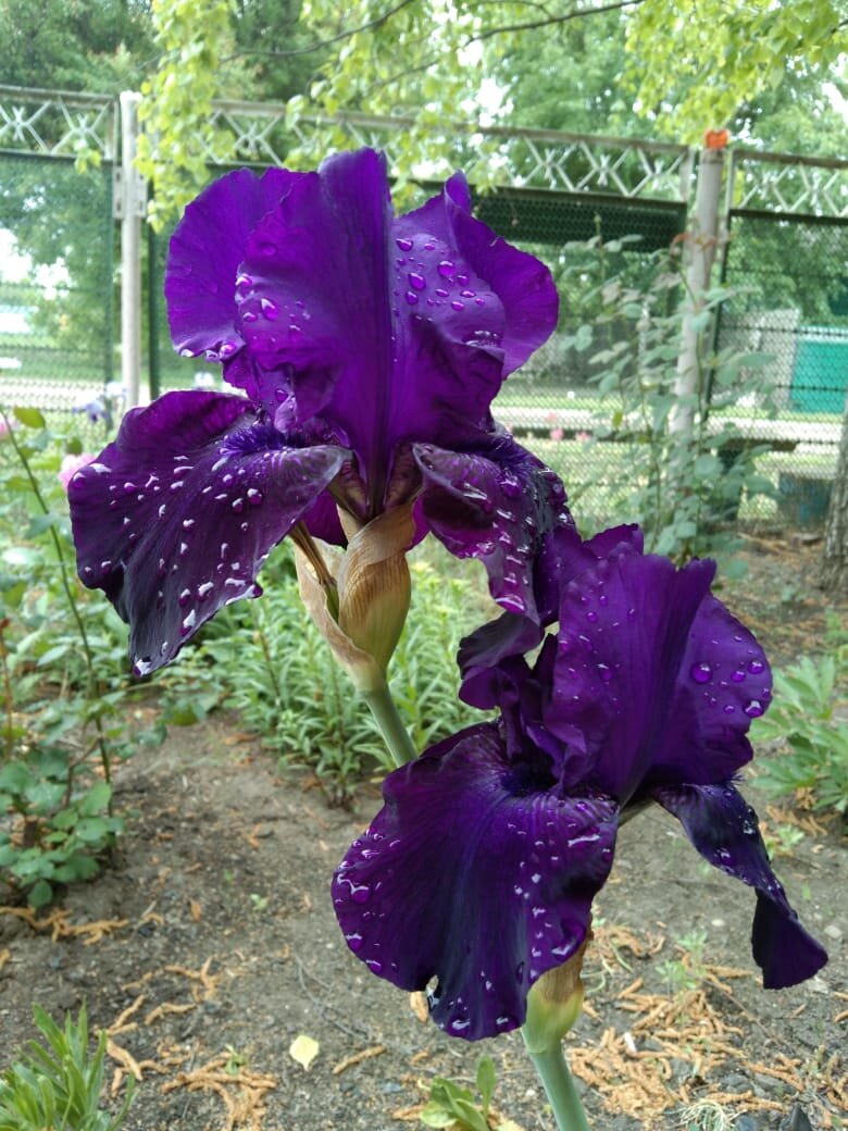 Красавцы ирисы в моём палисаднике. Здесь и далее фото автора.