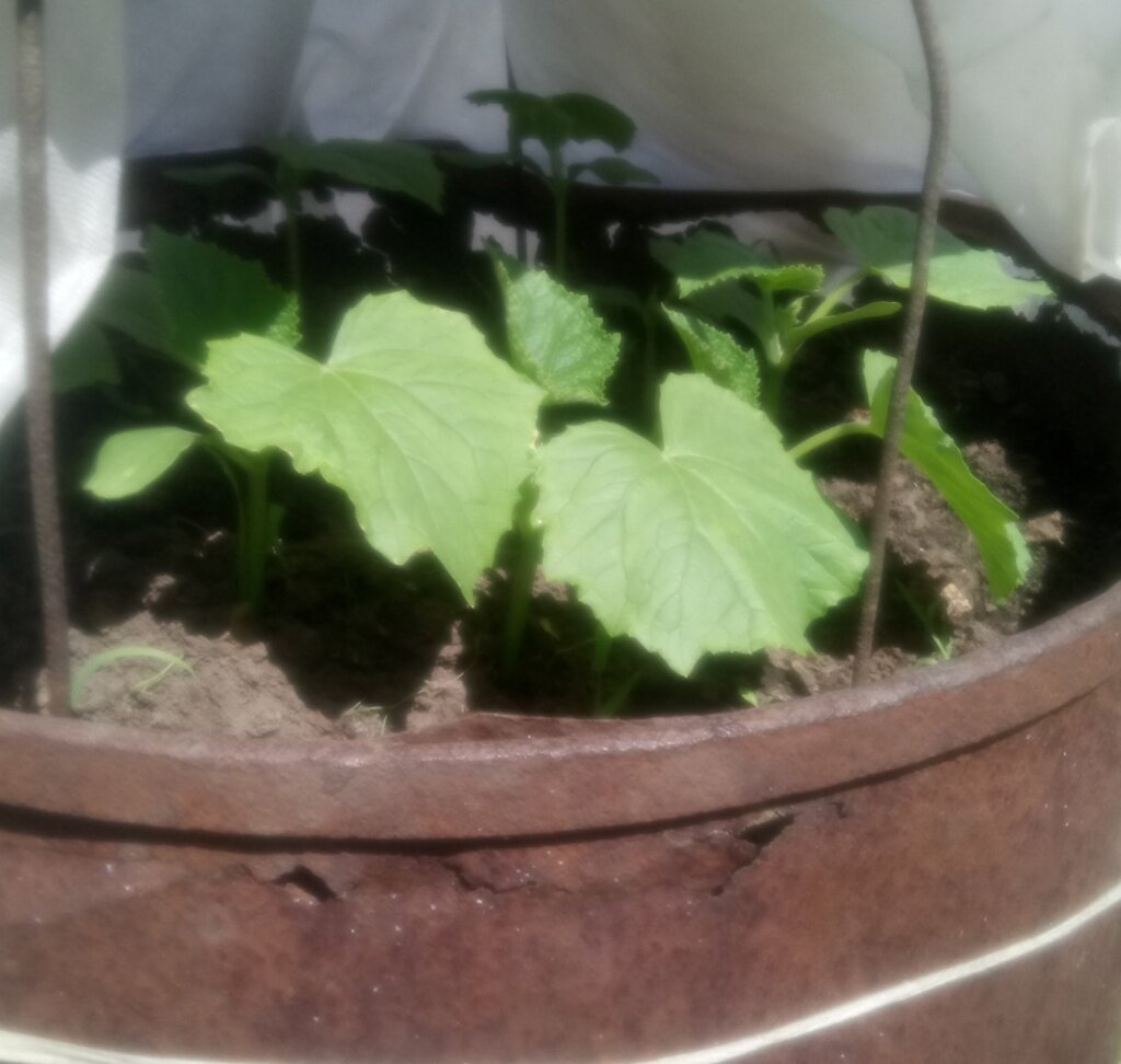  Рассада огурцов в бочке