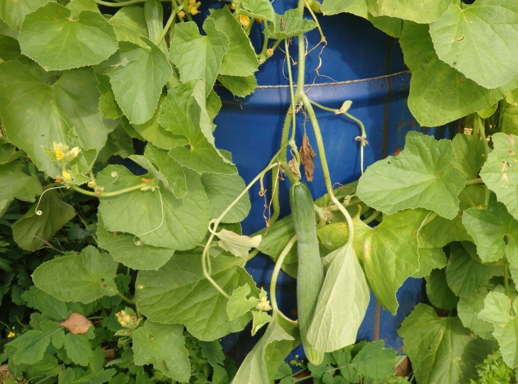  Огурцы в бочке