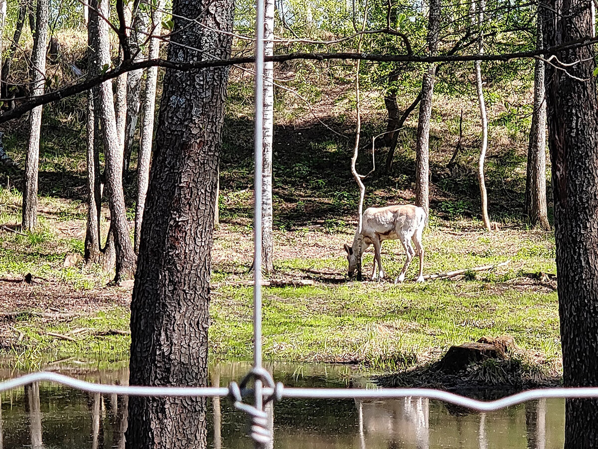 Kerzhensky Reserve Photo by Ekaterina Solovyova 2018 Город Бор ВКонтакте