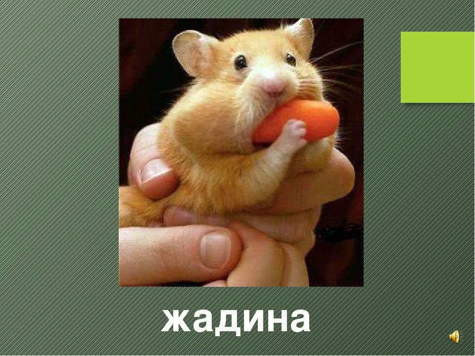 У нашего Матвеюшки такие же щечки и животик, любит он себя, балует!)