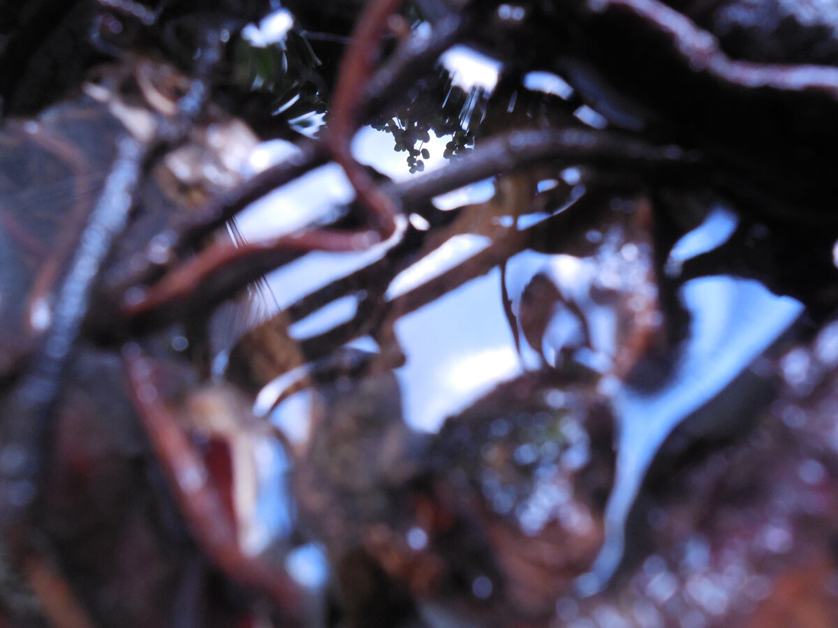 Коряги, корни и прочие деревяшки. Загадочно? Они просто... отмокают!