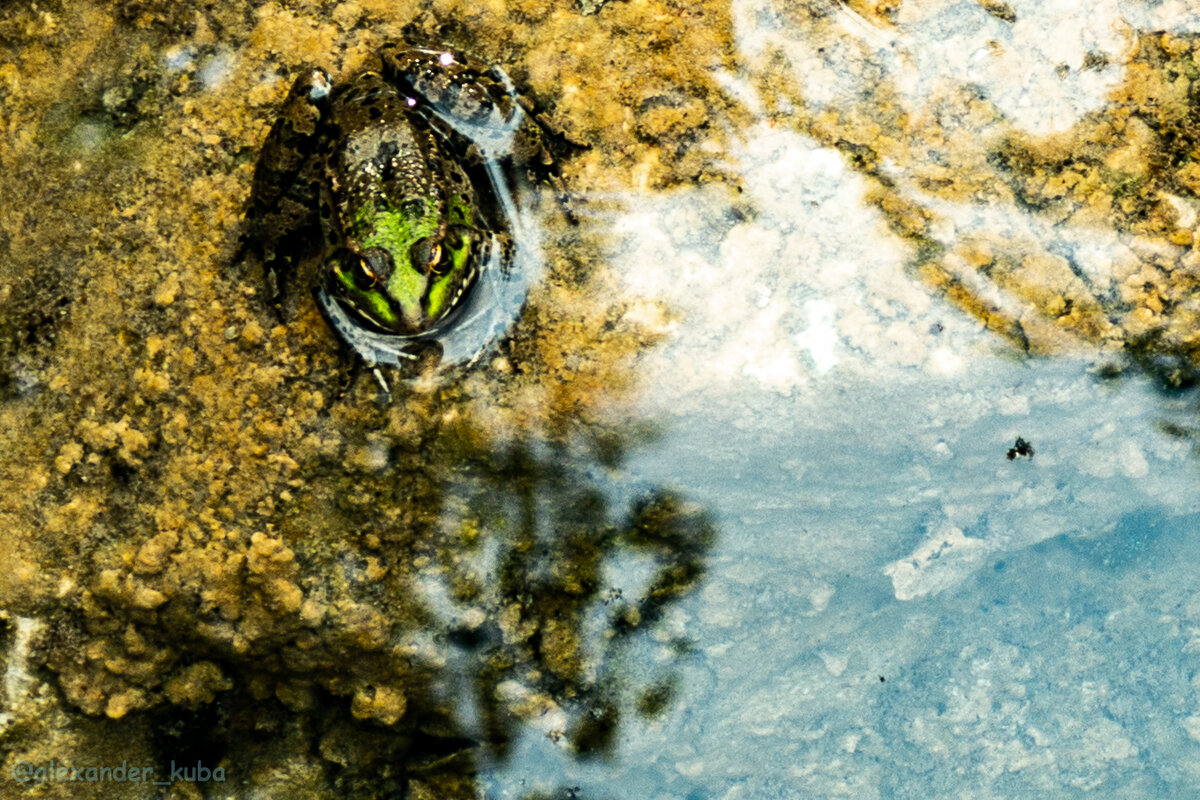 Коренные жители озера Малая Рица приветствуют вас!