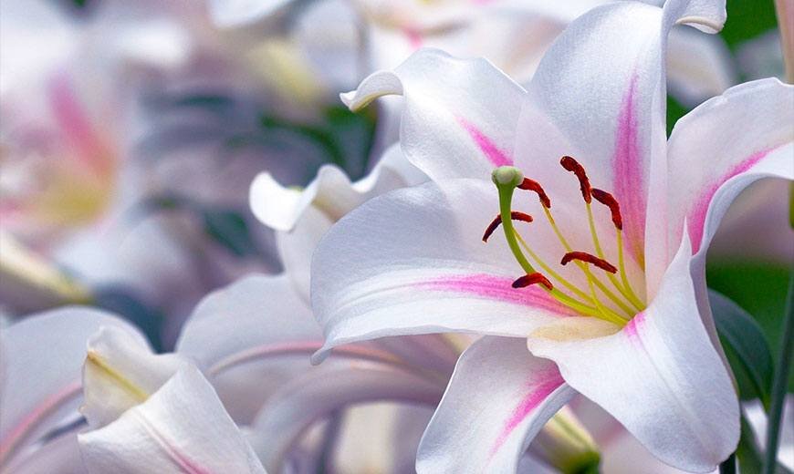 Лилия – поистине королевский цветок. Ее символ можно найти и в мифологии, и в религии, и в истории многих стран и народов.   Своих поклонников лилия приобрела еще много столетий назад.