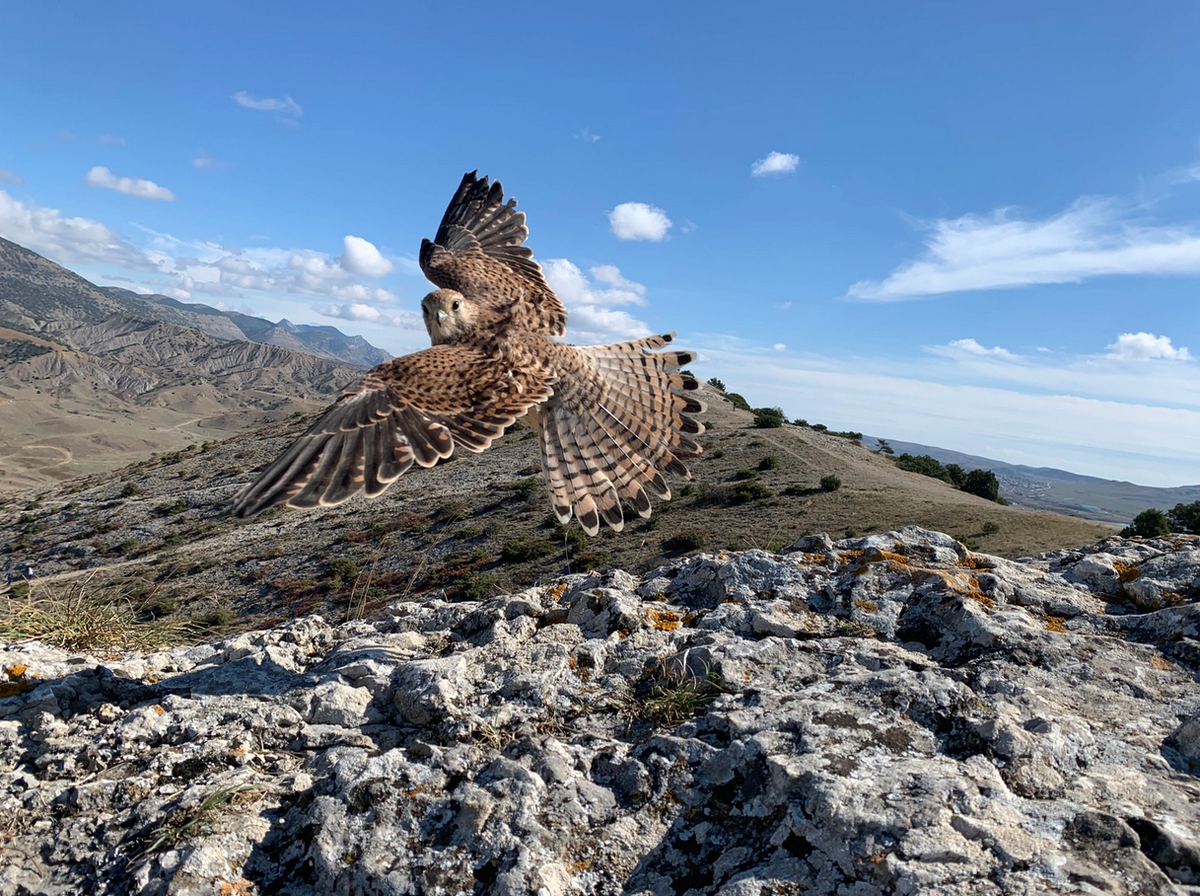    Иван Стогов, photo.rgo.ru